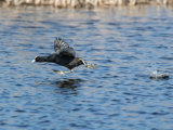 Coot