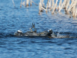 Coot