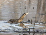 Bittern