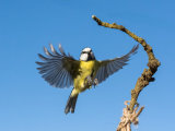 Blue Tit