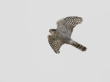 Sparrow Hawk