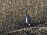 Grey Heron