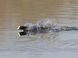 Coot