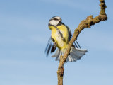 Blue Tit