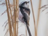 Long Tailed Tit