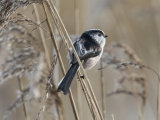 Long Tailed Tit
