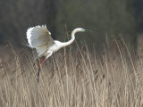 Great Egret