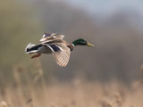 Mallard