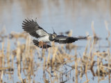 Lapwing