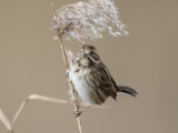 Reed Bunting