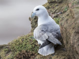 Fulmar