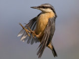 Nuthatch
