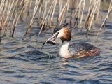 Great Crested Grebe