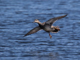 Gadwall