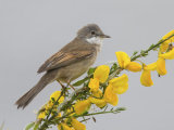 Whitethroat
