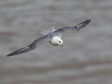Fulmar