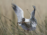 Black Headed Gull