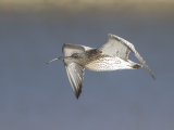 Curlew