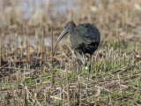 Glossy-Ibis