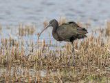 Glossy Ibis