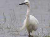 Little Egret