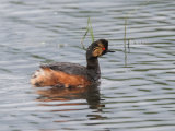 Black Necked Grebe