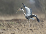 Grey Heron