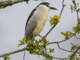 Night Heron
