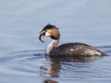 Great Crested Grebe