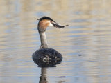 Great Crested Grebe