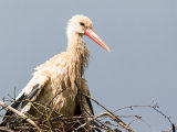 White Stork