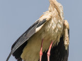 White Stork