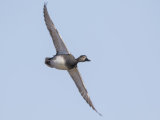 Gadwall