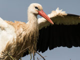 White Stork
