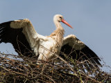 White Stork