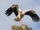 White Stork