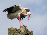 White Stork