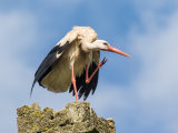 White Stork