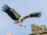 White Stork