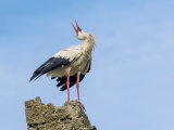 White Stork