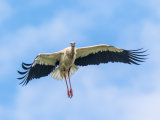 White Stork