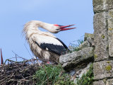 White Stork