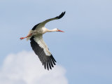 White Stork
