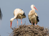 White Stork