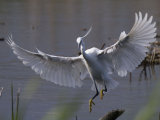 Little Egret