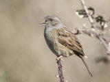 Dunnock