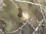 Wren
