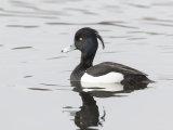 Tufted Duck