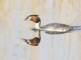 Great Crested Grebe