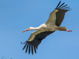 White Stork